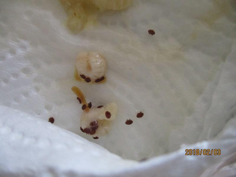 ダニがついているミツバチの幼虫の写真　（分かりやすくするために今回発見したものを掲載。幼虫にまとわりついているアズキ色のものがダニ）