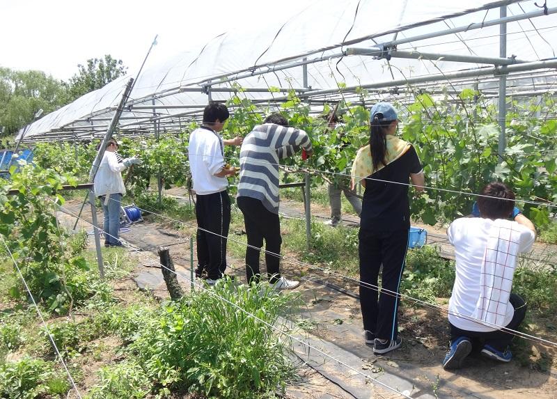 芽かきと器具を使った誘引作業