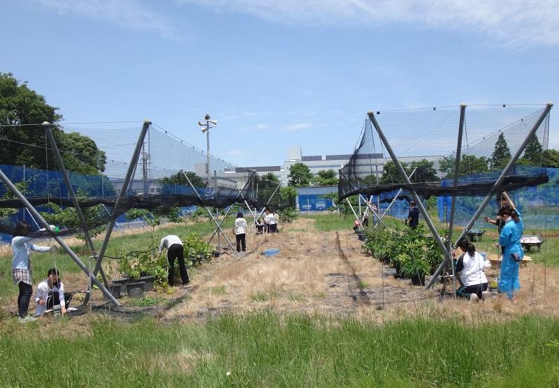 垣根の設置の様子（クランプを使用した支線張り）