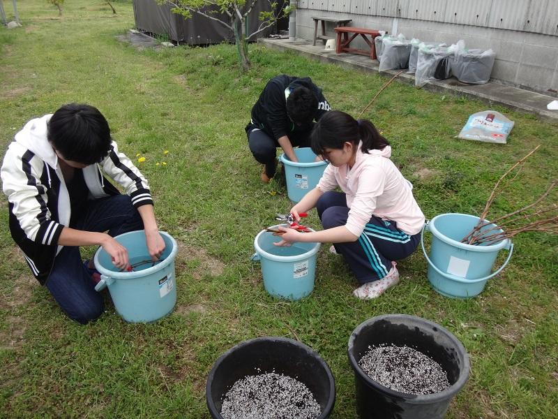 挿し木苗の作成．水切りと穂木の長さや節の位置の調整．