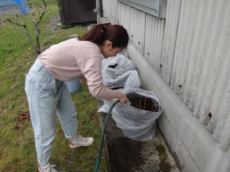 挿し木床へのかん水．密閉差しの準備．