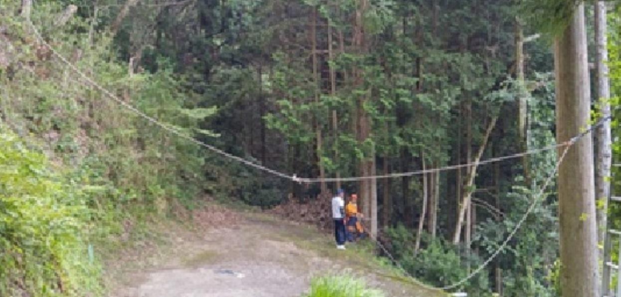 伐採する木に取り付けられたロープ