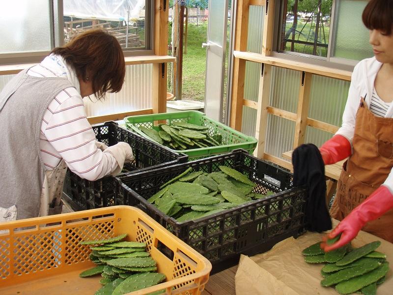 収穫された食用サボテン (後藤サボテンにて)．