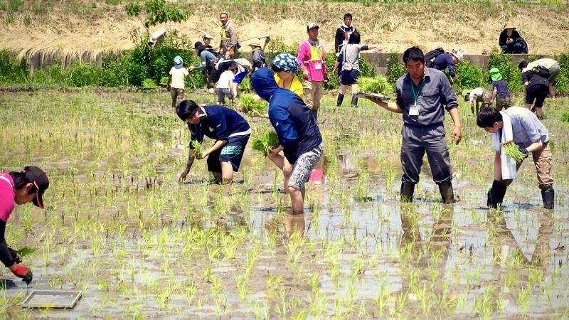 指導をいただきながらの田植え