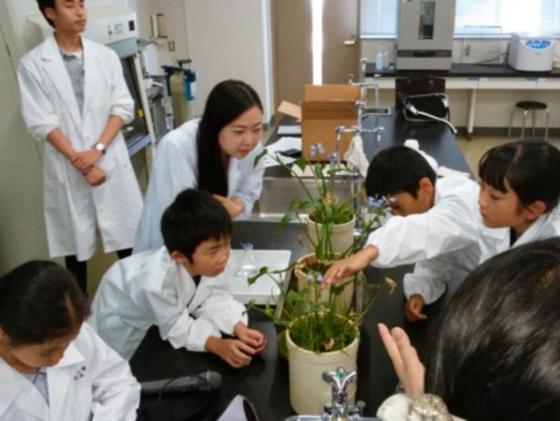 花の構造を調べて他花受粉の仕組みを知る。