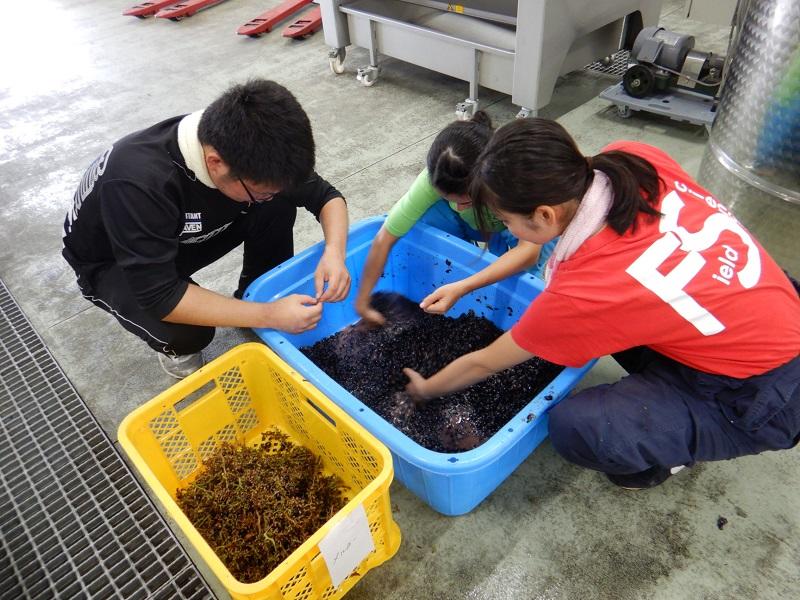 除梗の仕上げ作業