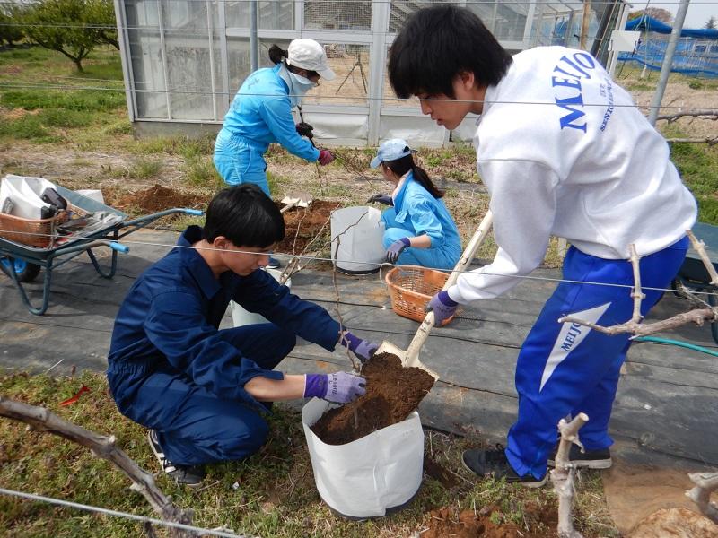 ブドウ苗の植え付け準備