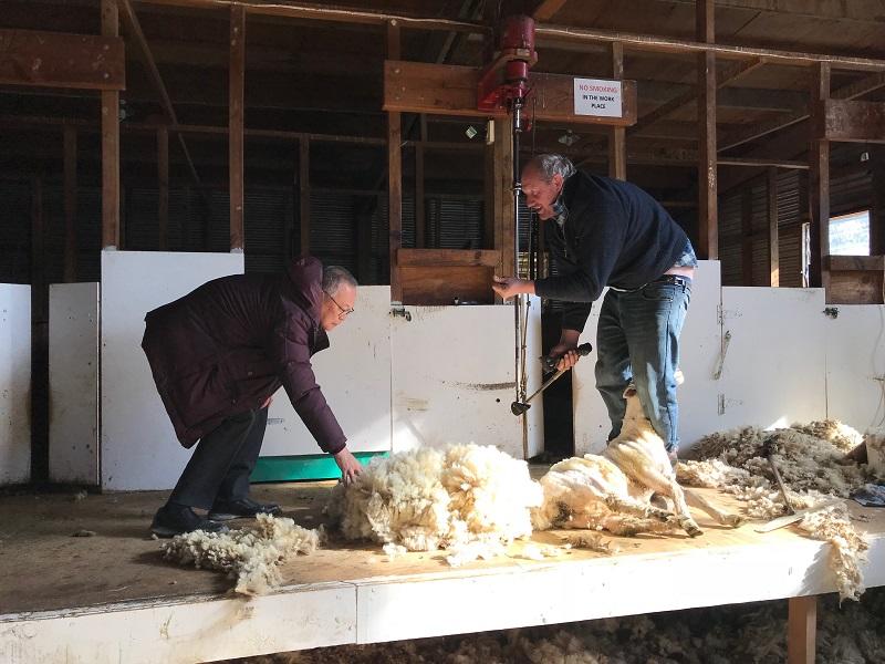 牧羊経営者のBen Cassidy氏(右側)による羊毛刈の実演説明
