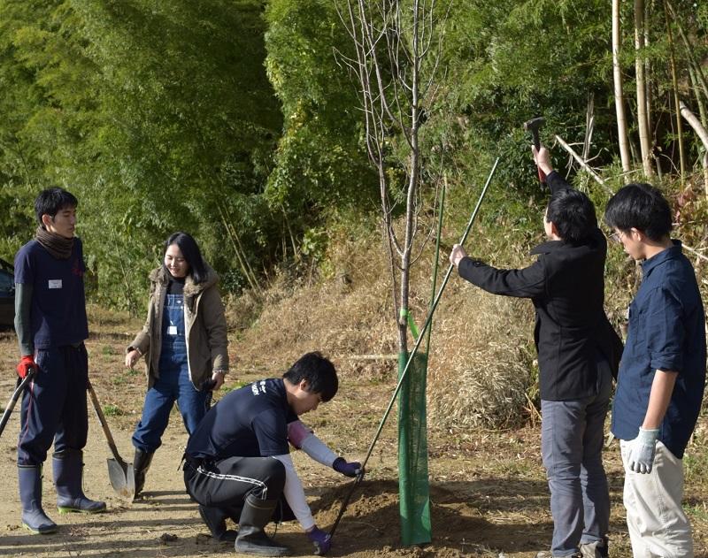 桜の苗が強風で折れないように支柱を立てている様子