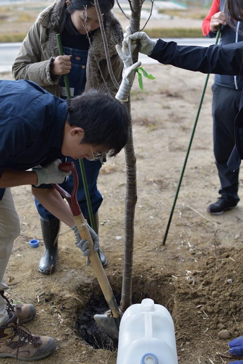 桜の苗が入る大きな穴を掘り、培養土などを順番に入れていく様子