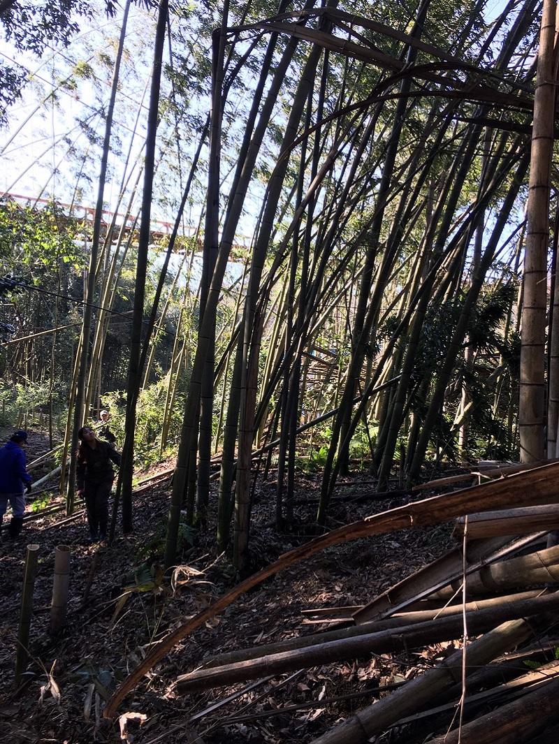 竹林で竹を切る参加者と地域の方