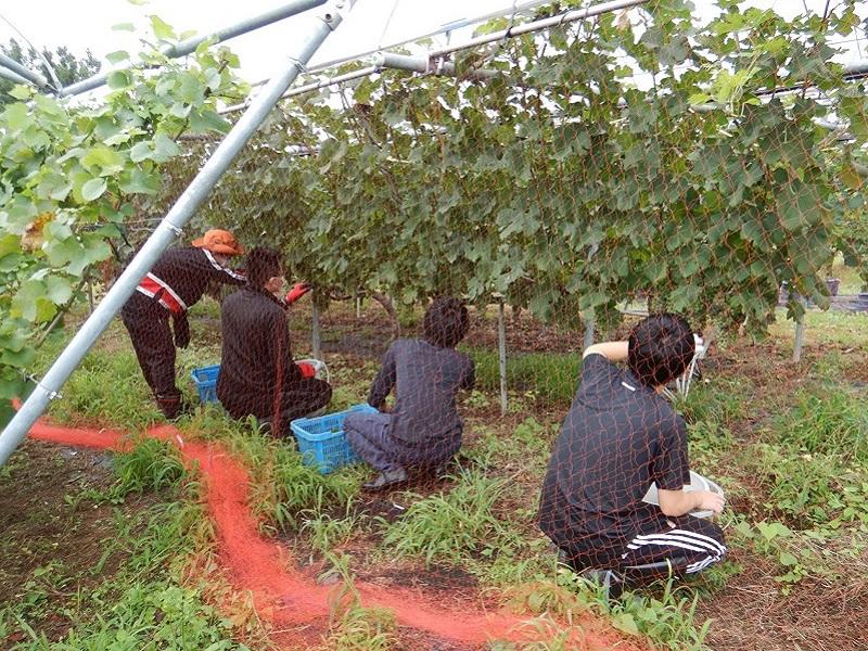 除葉の作業中