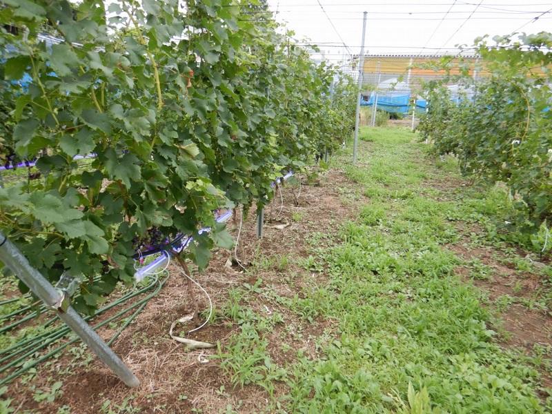 雨よけ設置前の垣根