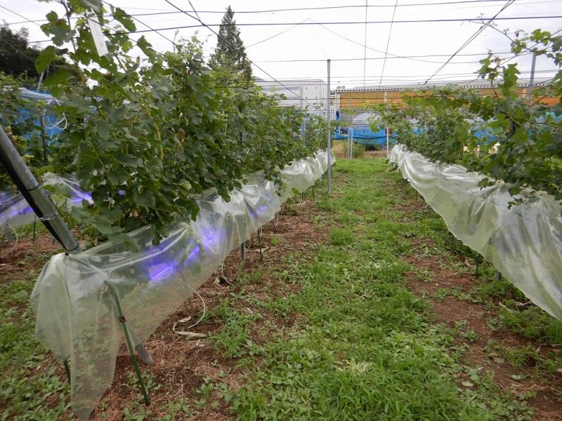 雨よけ設置後の垣根