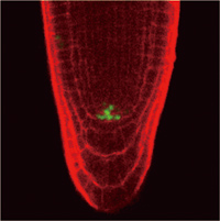 植物分子遺伝学研究室