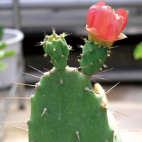 植物機能科学研究室