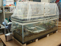 水循環型室内小規模ビオトープ（水漕型・樽型）の製作とゲンジホタルの成虫化実験