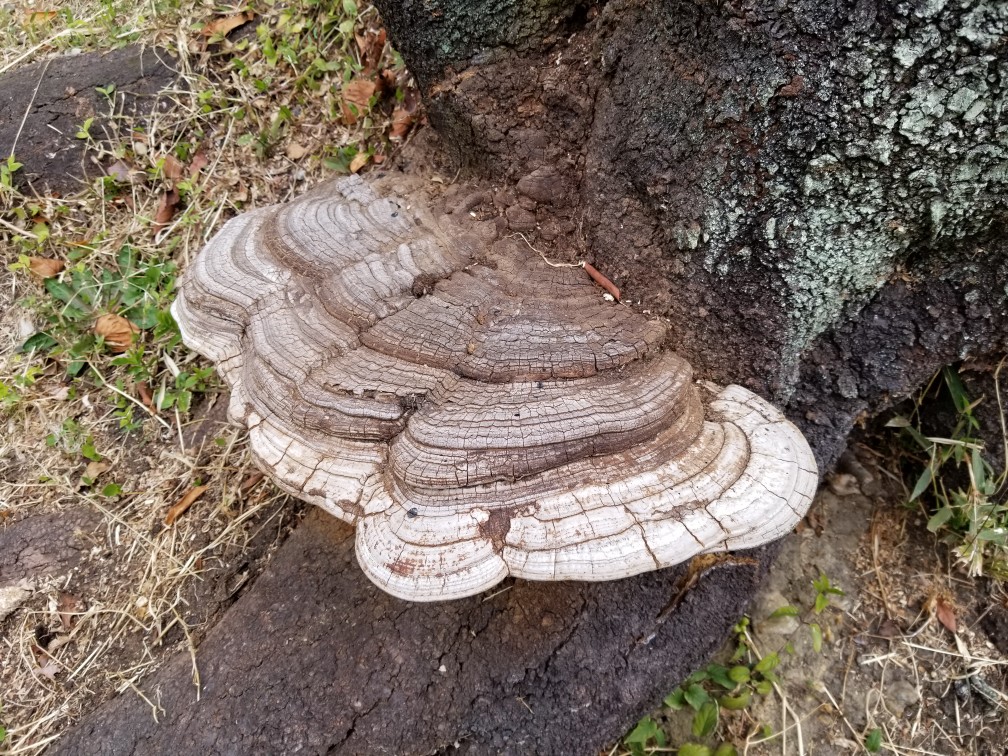 京大霊芝　サルノコシカケ　置物　縁起物　さるのこしかけ