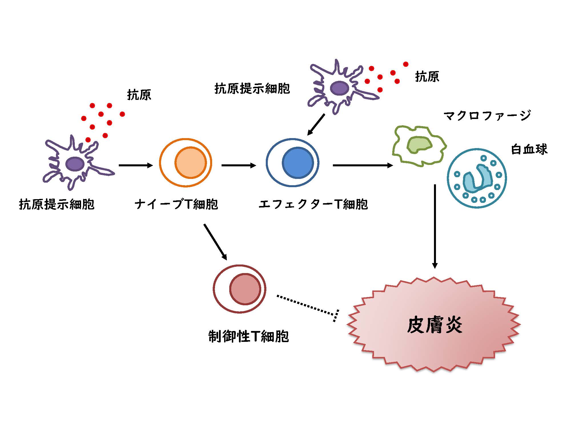 マウス接触性皮膚炎モデル