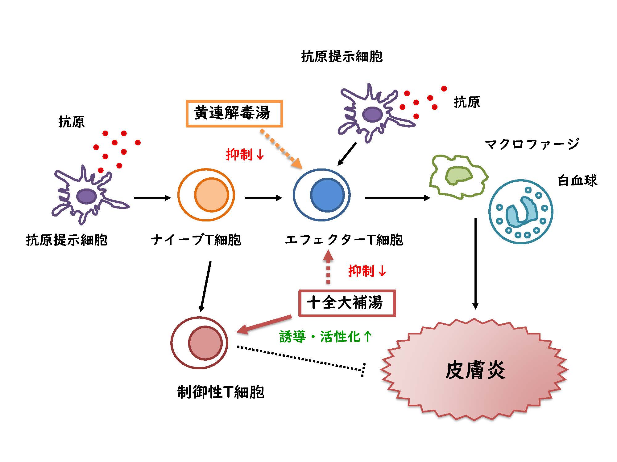 漢方薬によるマウス接触性皮膚炎モデル抑制作用