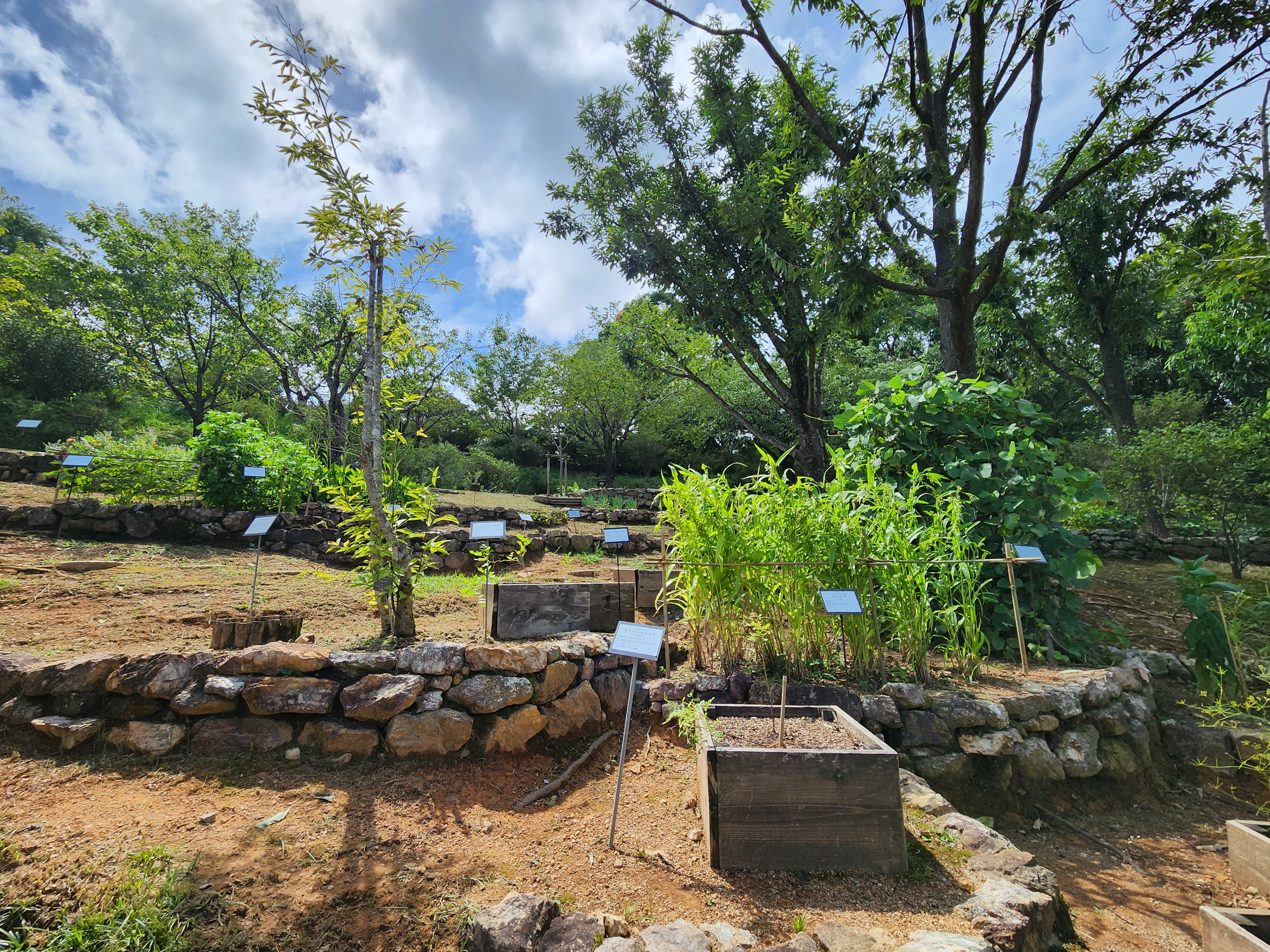 園内の薬用植物園区（写真４）