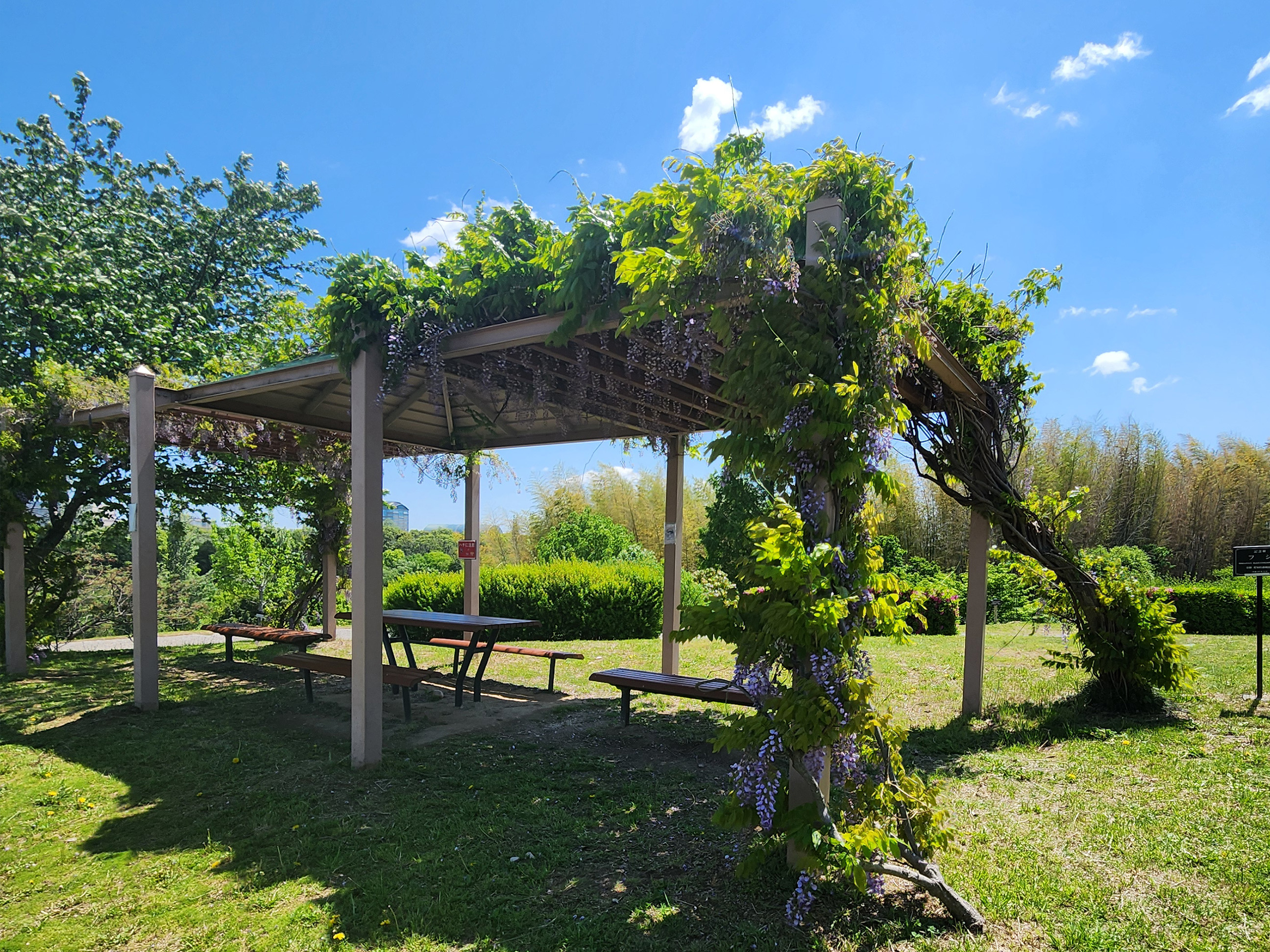藤(あいち健康の森薬草園)