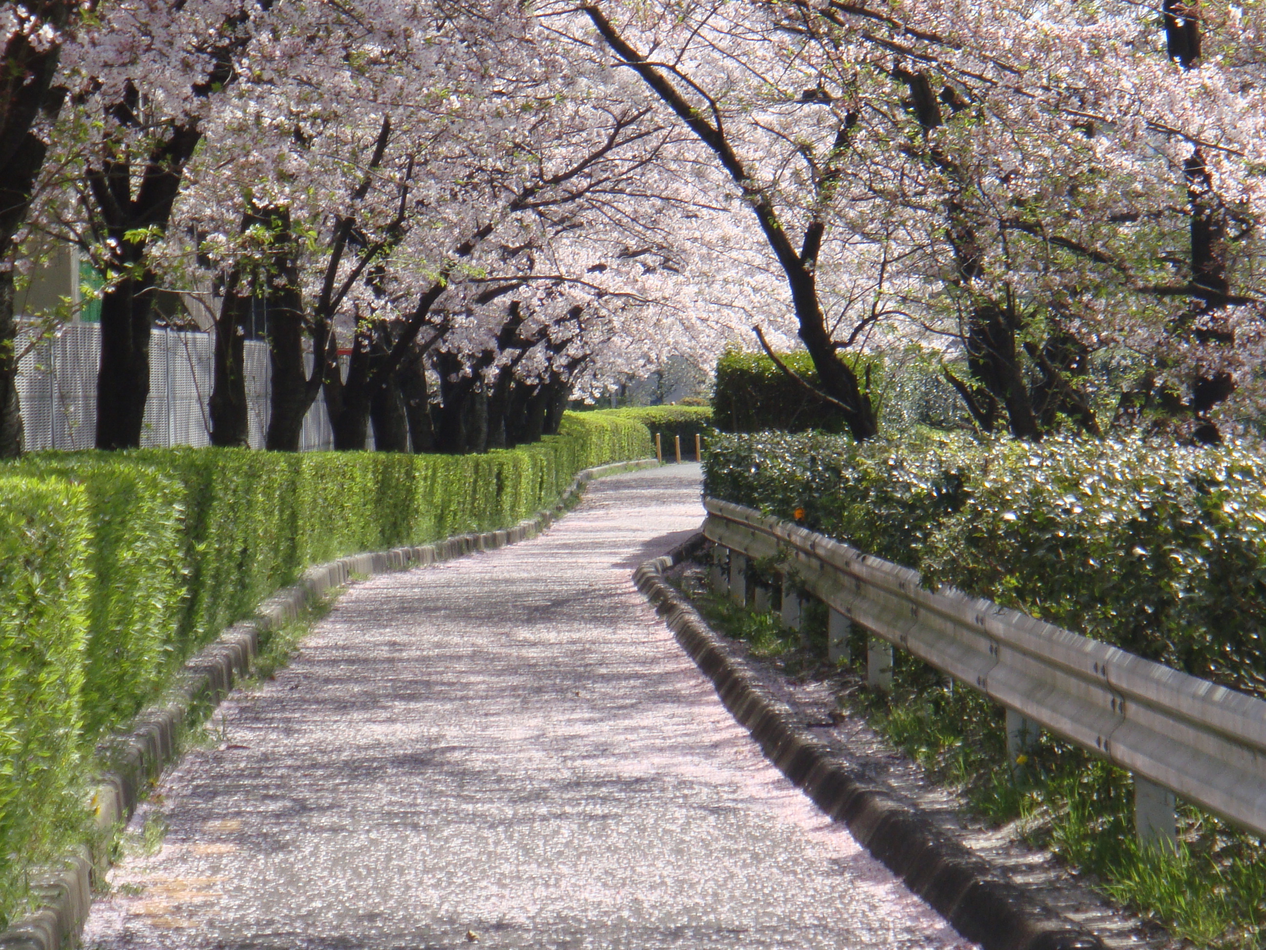 桜並木