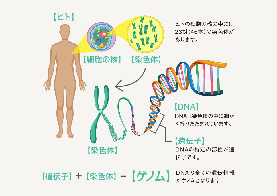 違い 染色体 dna