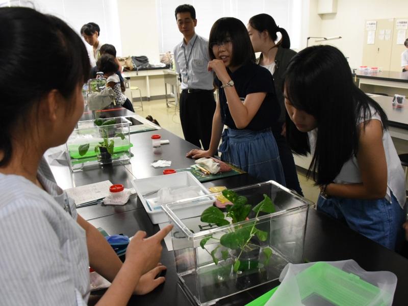 植物のかおりの実験をする参加者たち