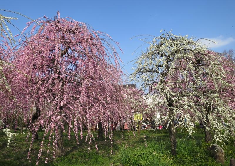 咲き誇る名古屋市農業センターのしだれ梅の花