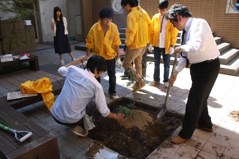 「姫の香」という品種のツバキを植樹するボランティア協議会の学生たち(共通講棟南の102、103講義室の間で)