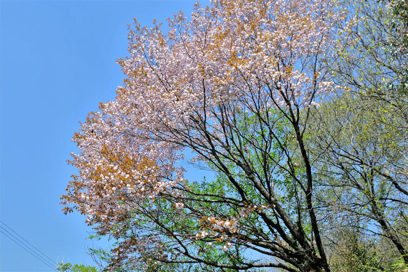 愛知県小牧市内の県有林で咲き誇るオワリガサネ（2014年4月撮影）