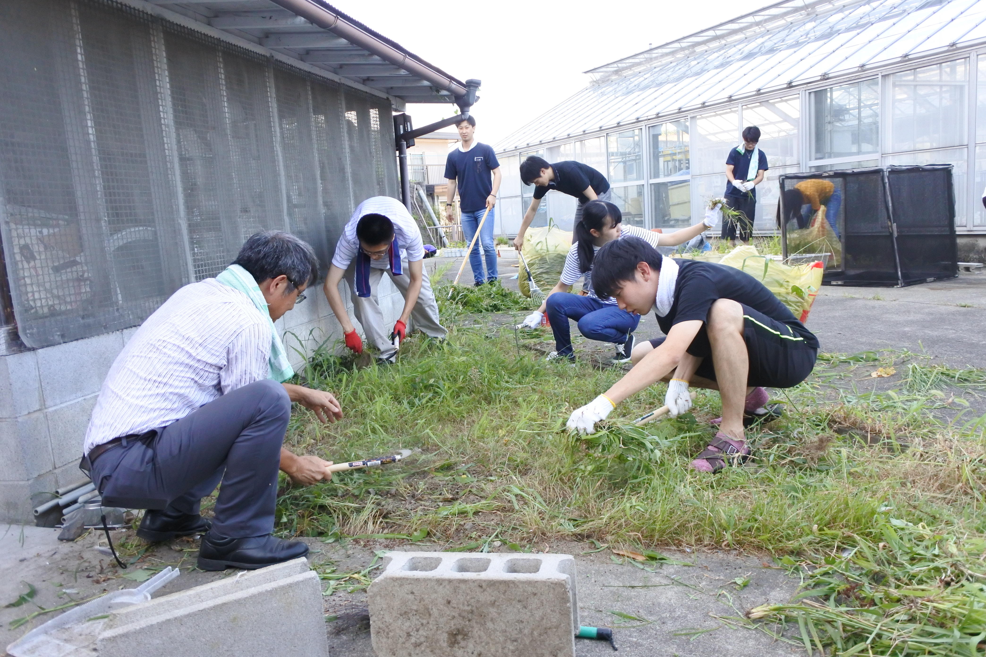 熱心に草を刈る学生と教授