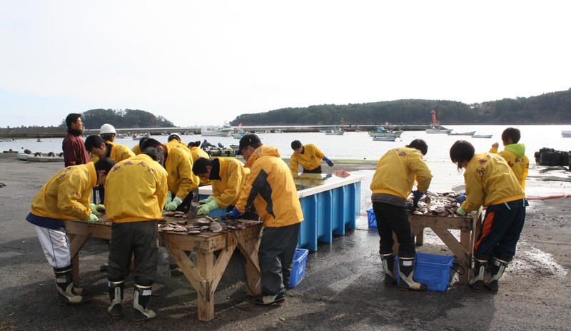 大島のボランティア活動では初体験となった養殖ホタテ貝の手入れ作業。 冷たい海風を受けての作業でしたが時間とともに熱も入りました。