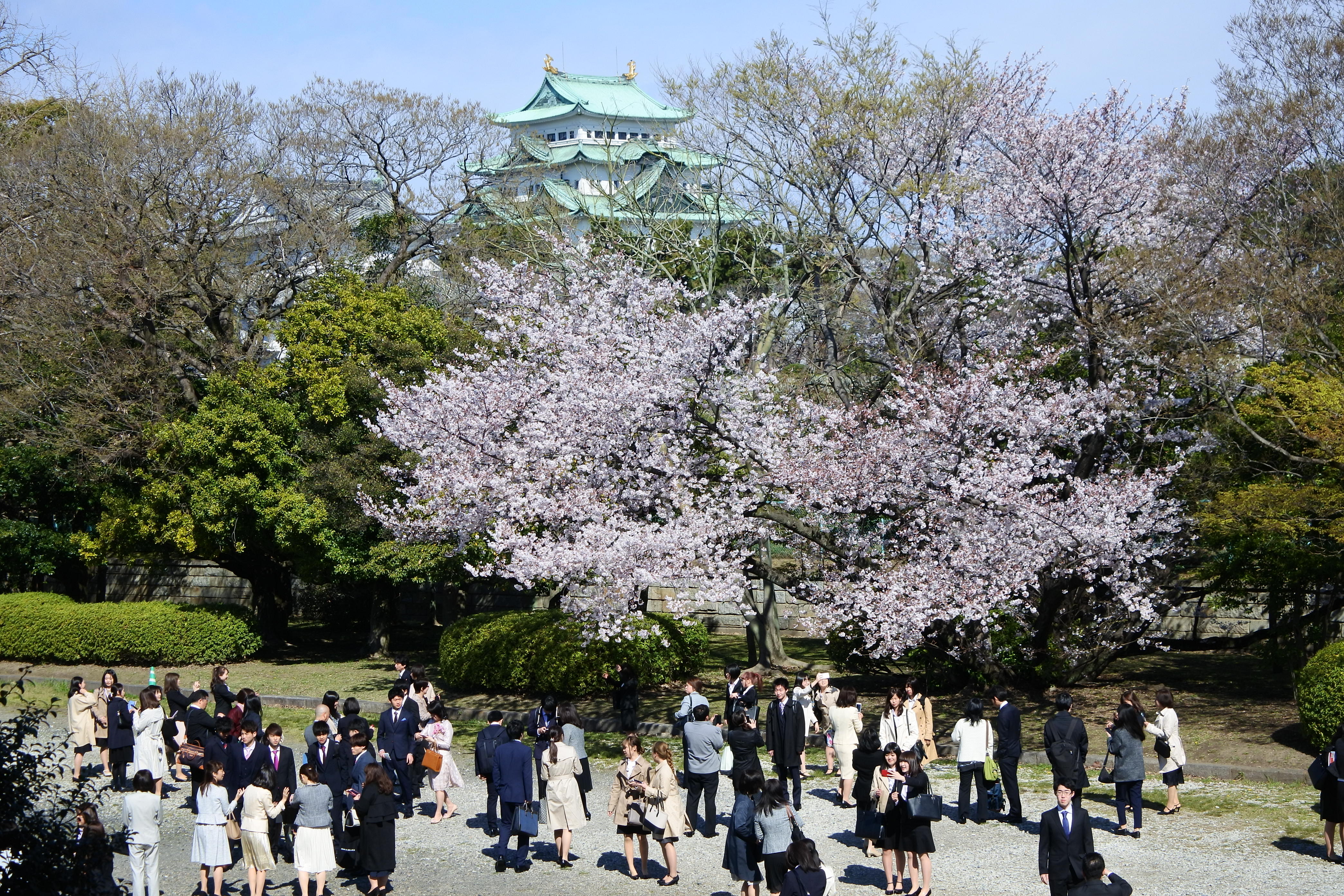 桜の木の下で記念撮影する新入生と保護者たち