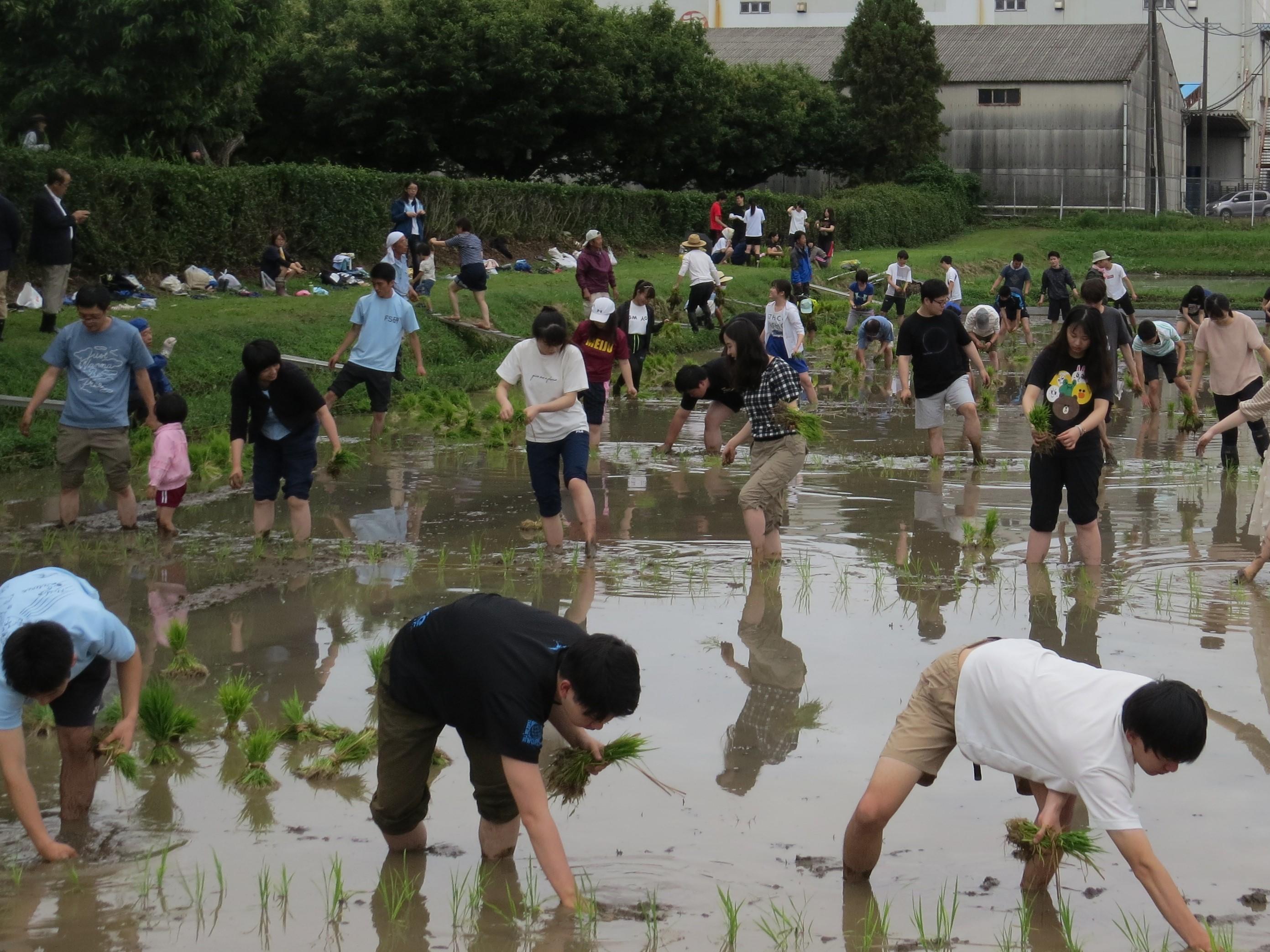 春日井キャンパスで田植え祭が開催されました ニュース 名城大学