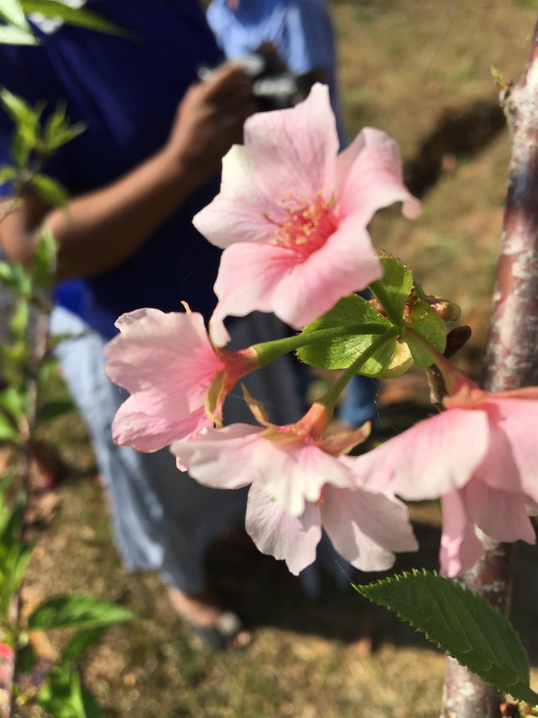 スリランカで開花したタイリョウザクラ