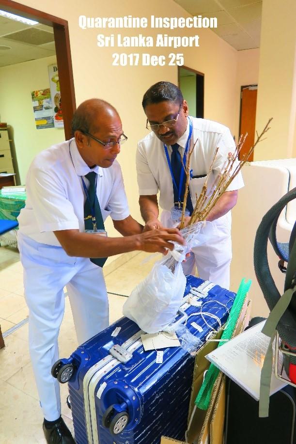 2017年12月25日、スリランカの空港で苗木を確認する農業省検疫局（空港担当）の職員