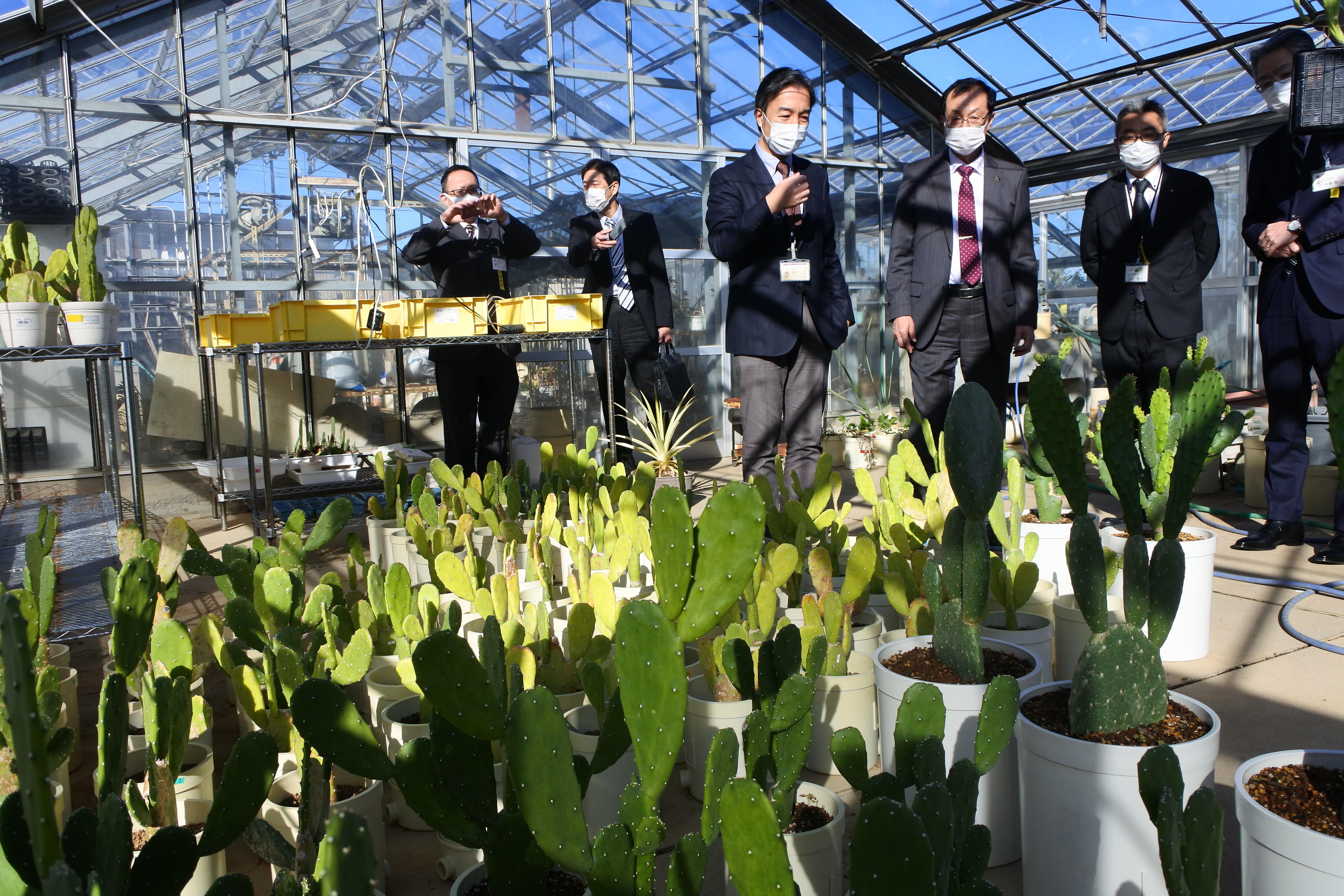 温室のサボテンを見学する伊藤市長