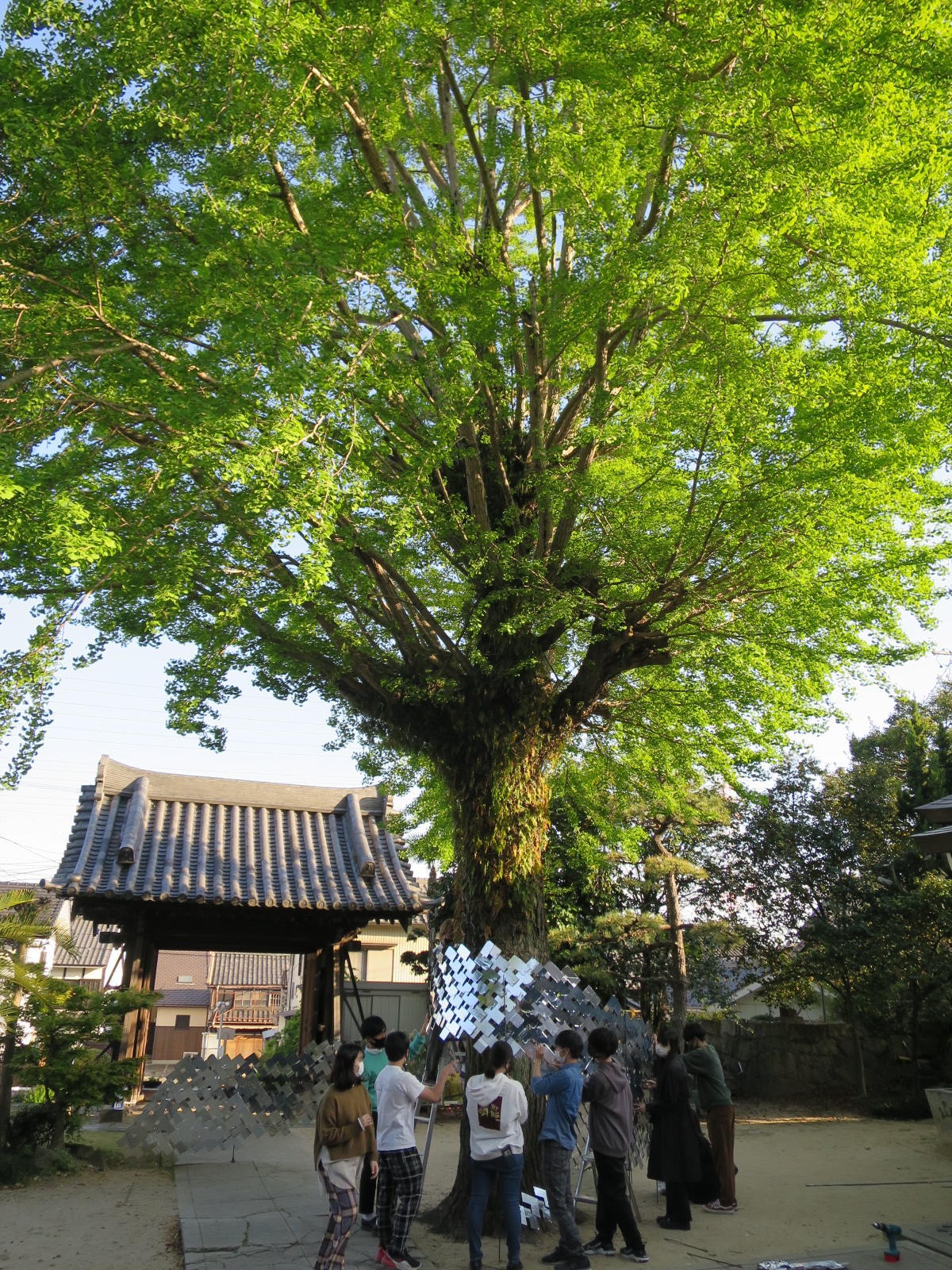 イチョウの大木の下で行われた4月10日の設営