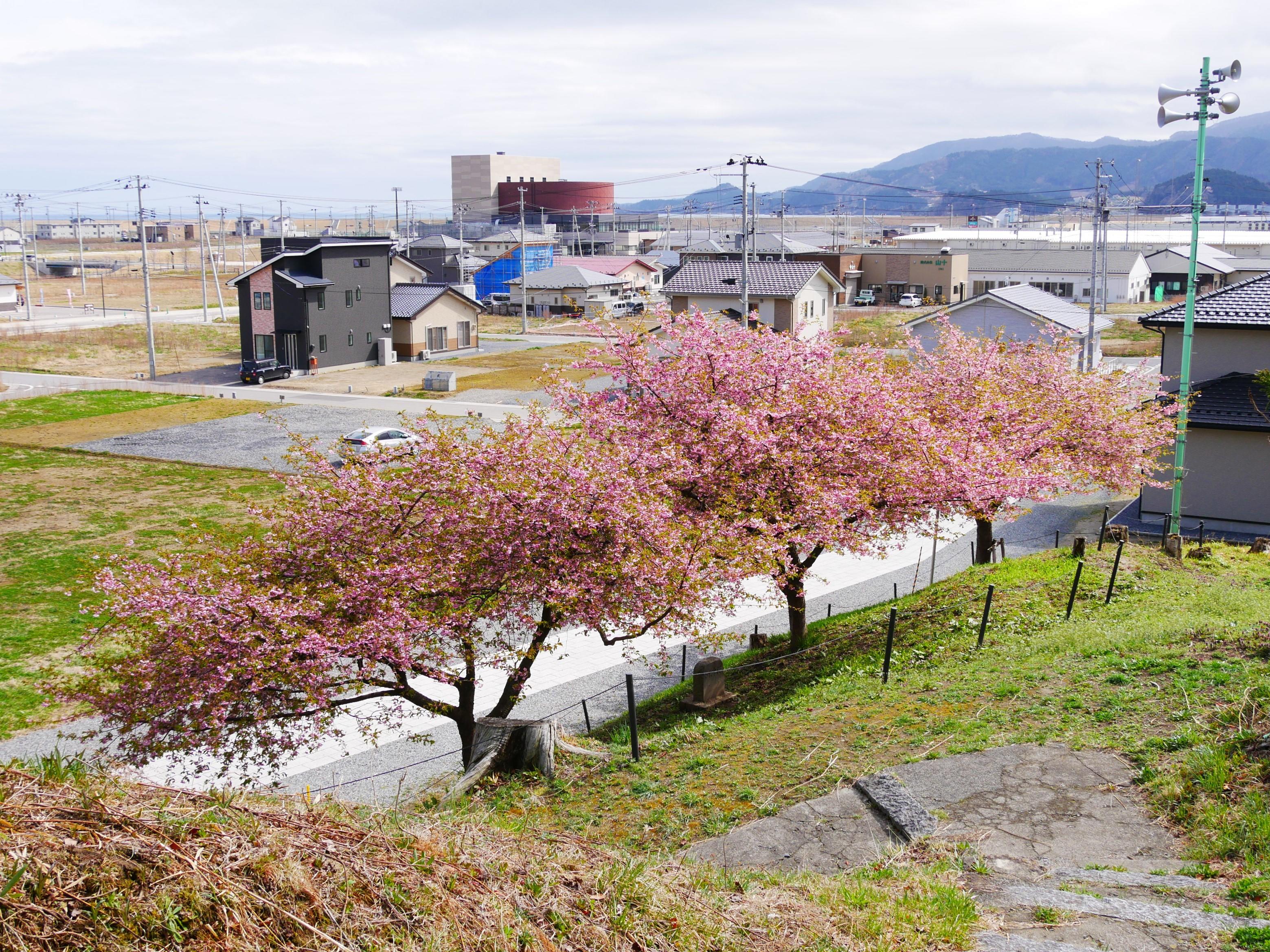 高田町浄土寺カワヅザクラ （太田さん提供）