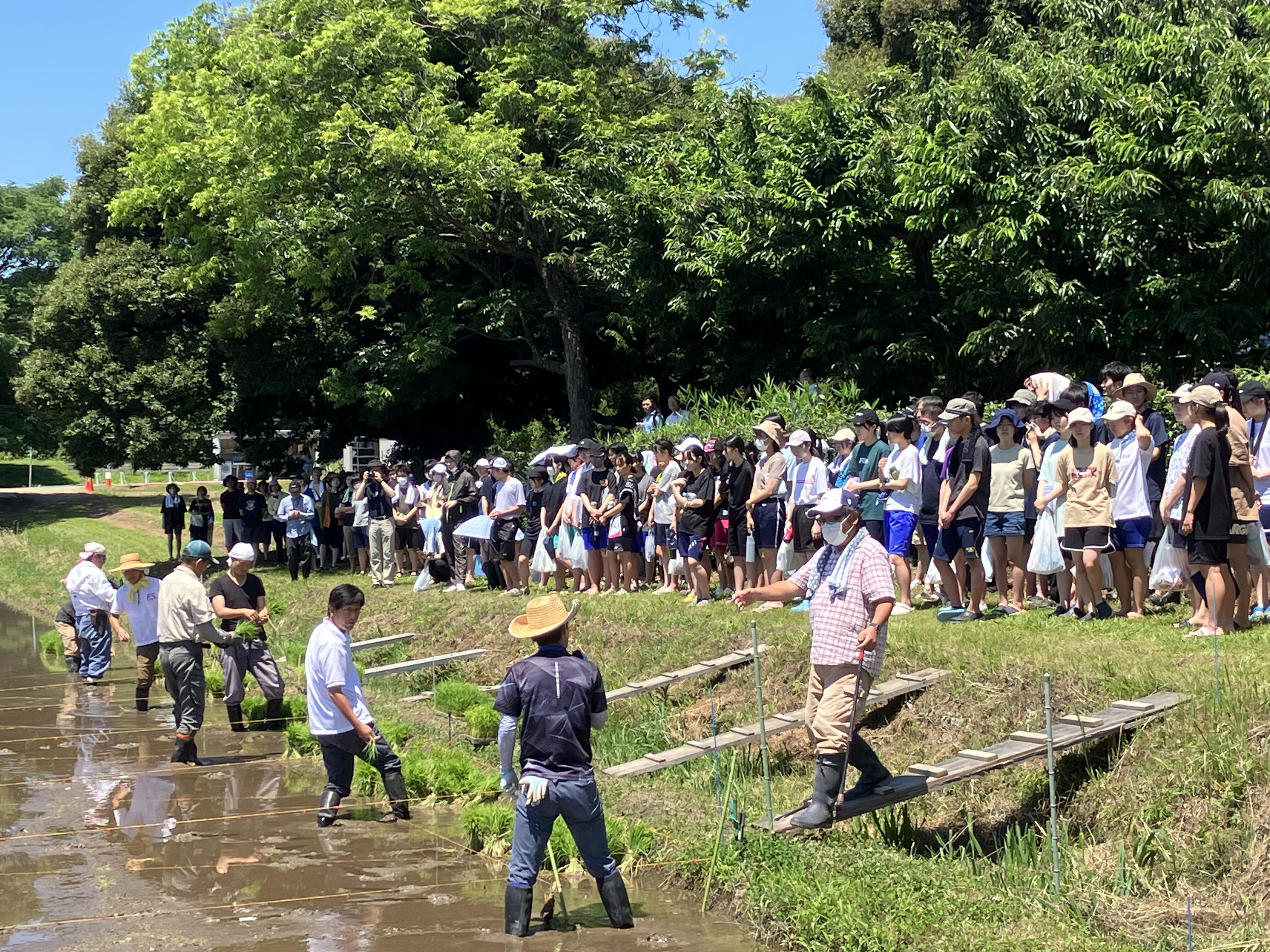 田植えのレクチャーを受ける参加者