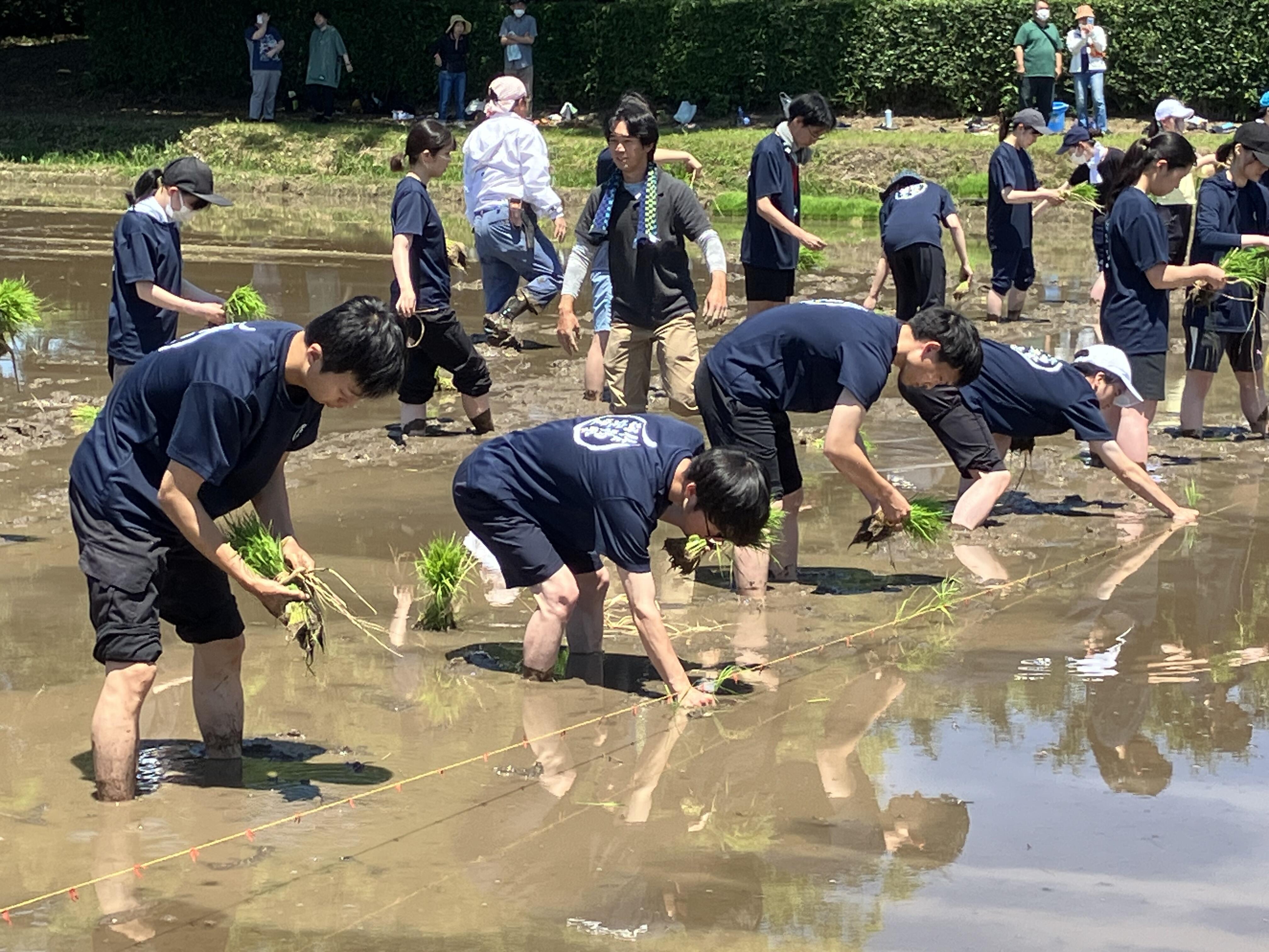 田植え作業をする農学部学生