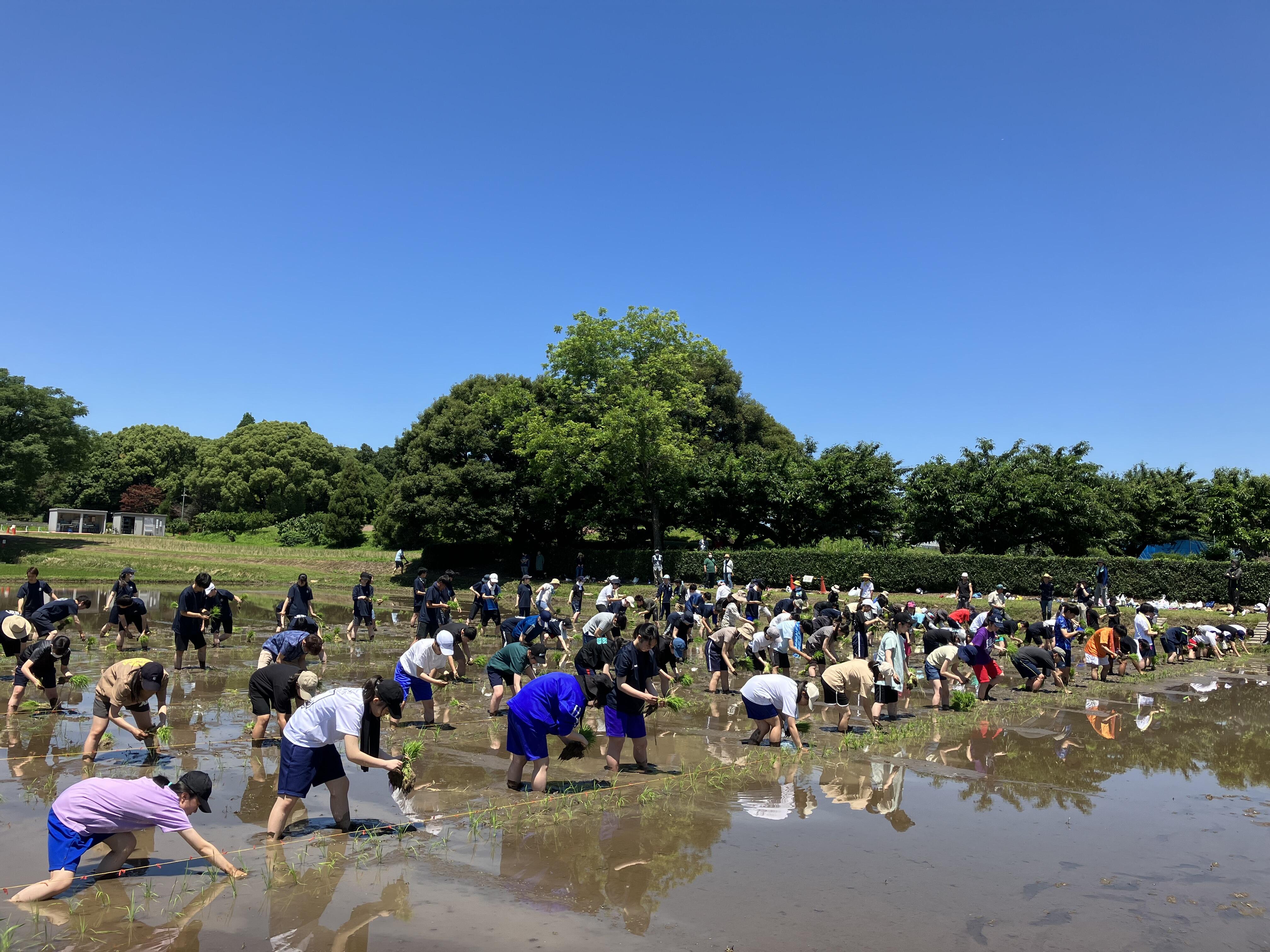 農学部附属農場恒例の田植祭の様子