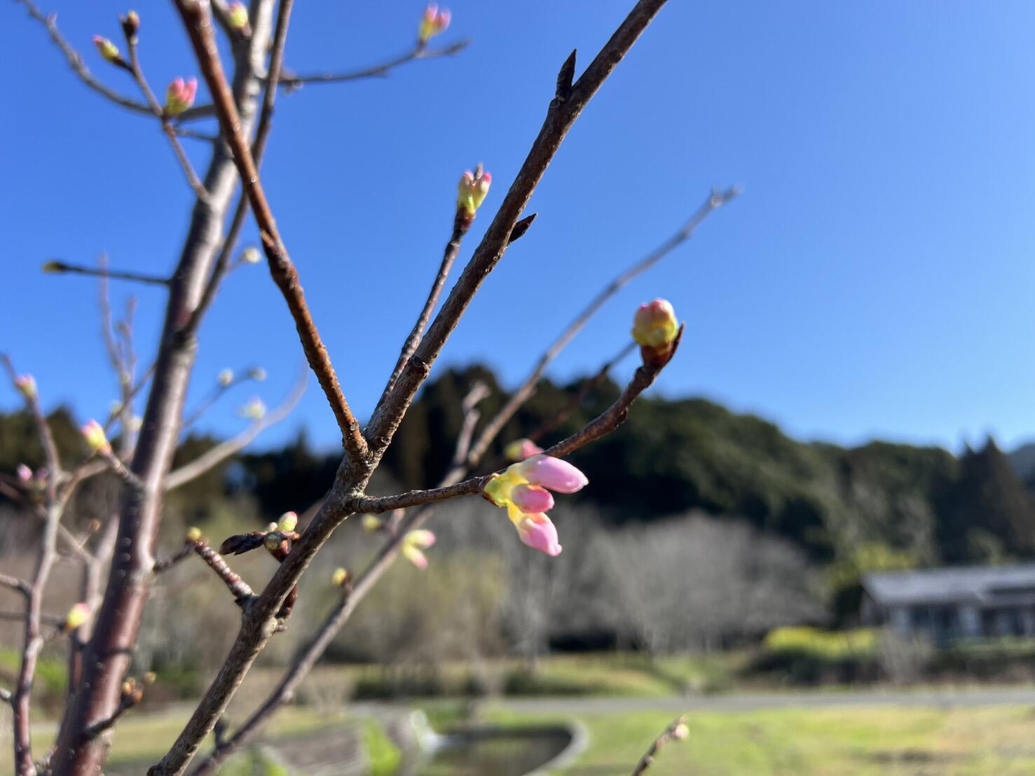 開花間近のソメイヨシノ