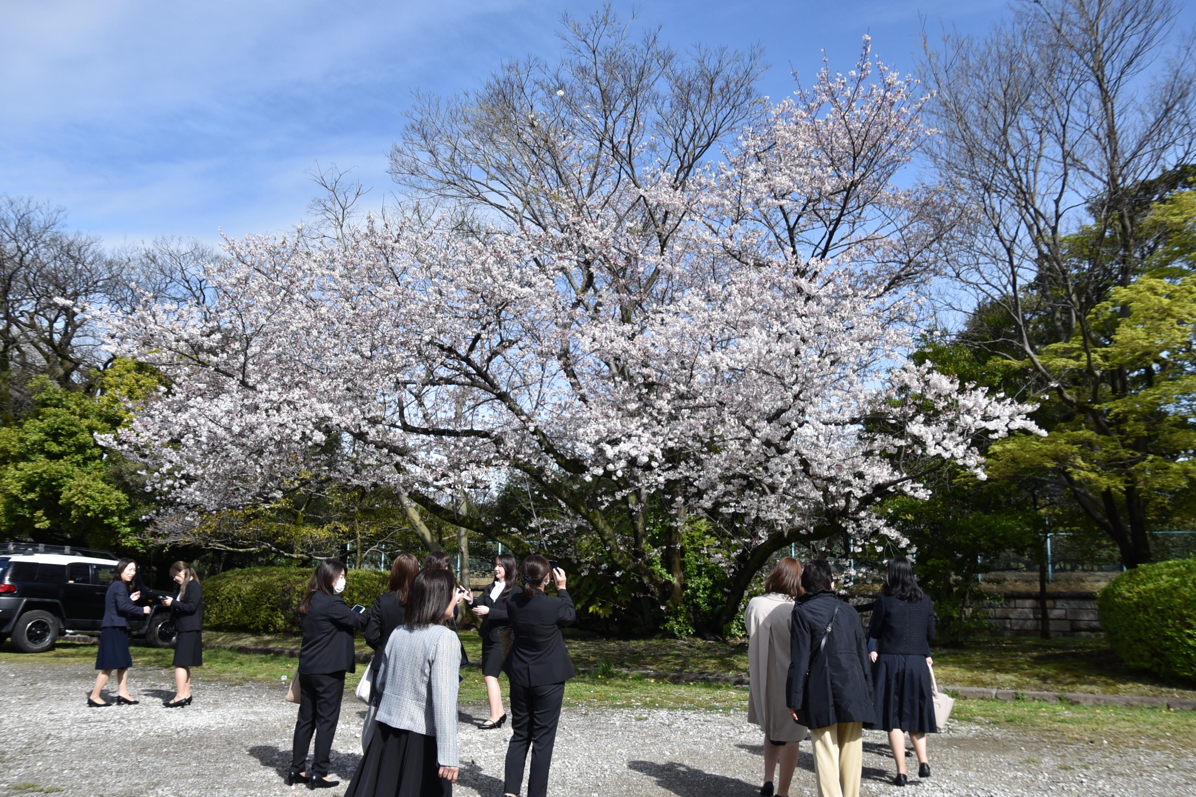 満開の桜をバックに記念撮影