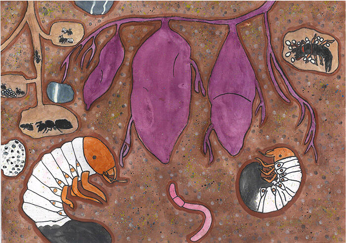 <strong>4年 夏目 もえさん</strong><br />『さつまいものまわりは生き物の楽園』<br />私が庭で育てたサツマイモを収穫した時に、たくさんの生き物と出会いました。その時に会ったコガネムシの幼虫を、今　大切に飼っています。