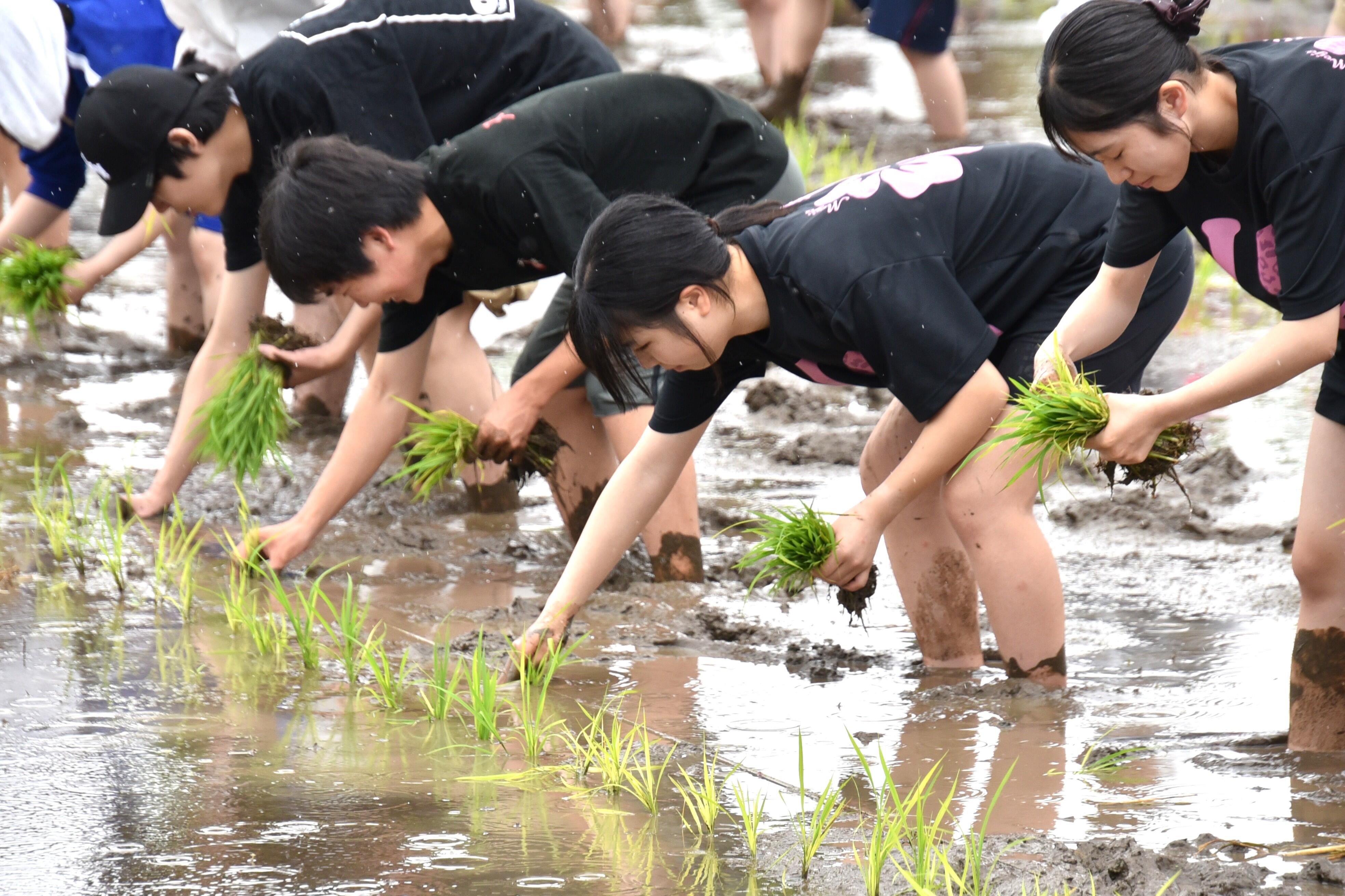 丁寧に稲を手植えする学生ら