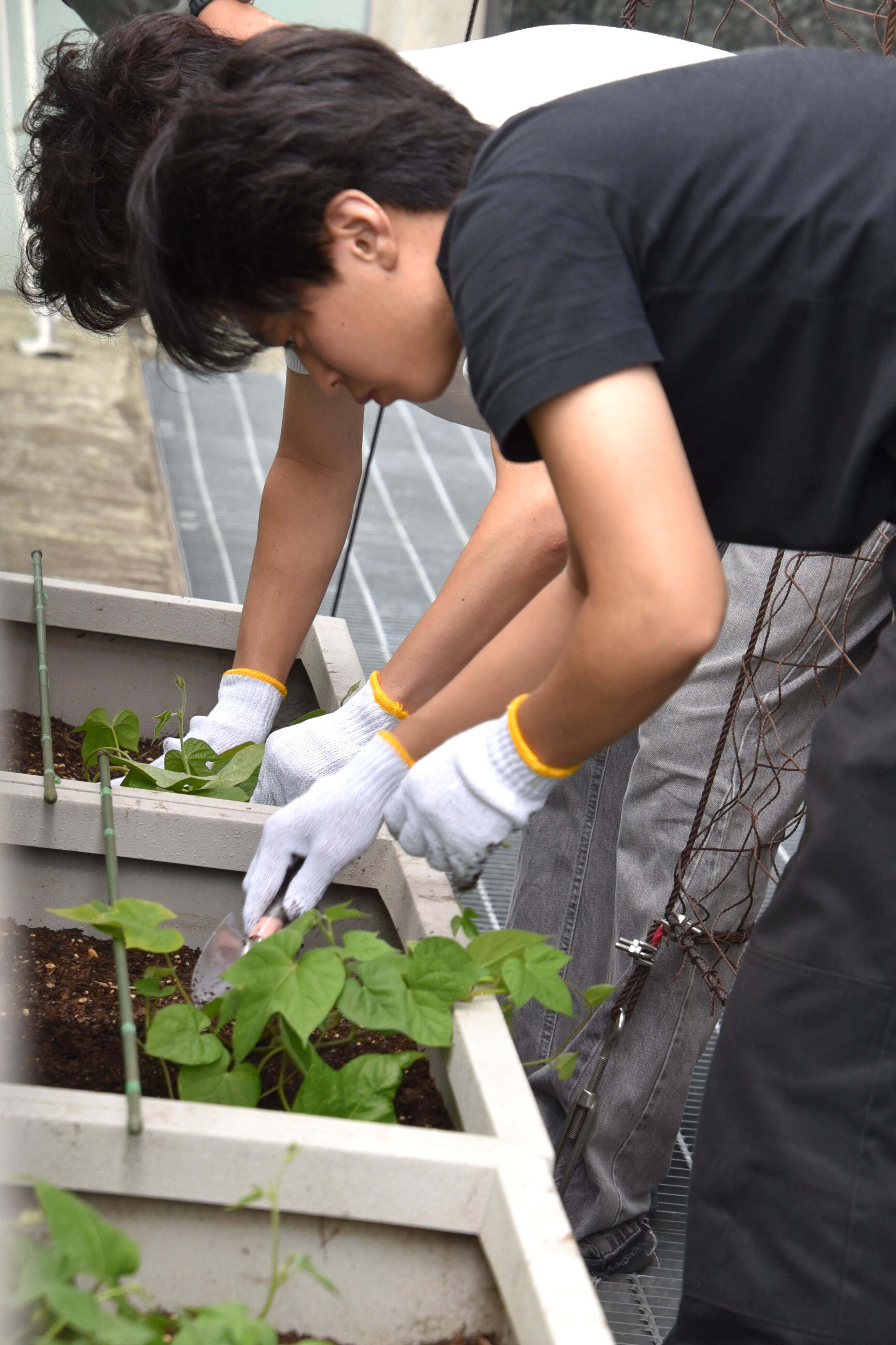 丁寧に植栽