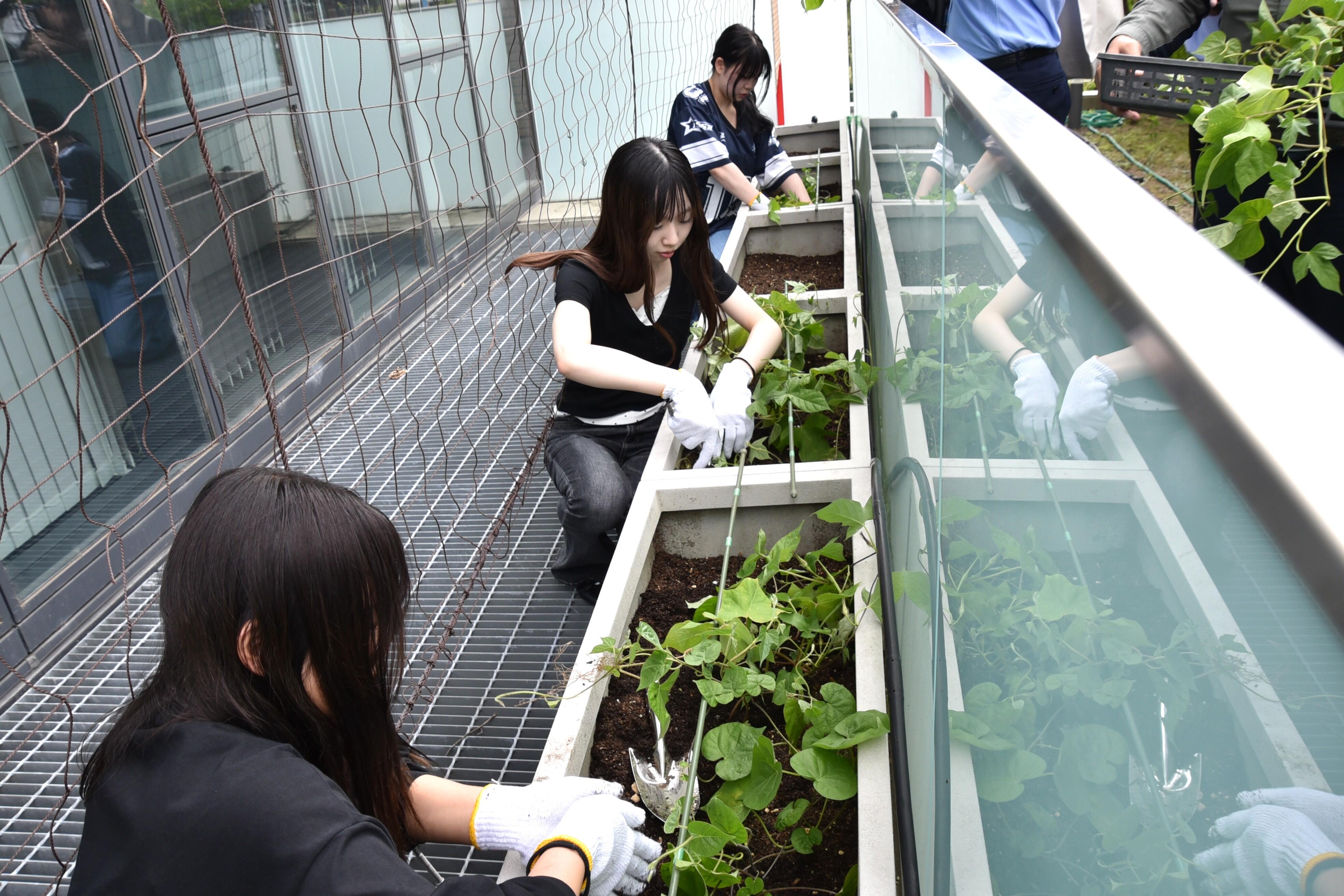 アサガオの苗を植える学生たち